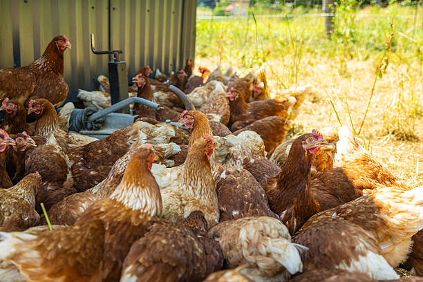Pasture-raised chickens roam freely on a sustainable egg farm, pecking at the grass and exploring open fields under natural sunlight. Photo showcases humane and ethical egg farming practices with healthy hens in a natural, outdoor environment. Ideal for themes related to organic farming, animal welfare, sustainable food production, and eco-conscious agriculture.