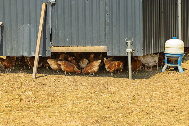 Coop of pasture-raised chickens roam freely on a sustainable egg farm, pecking at the grass and exploring open fields under natural sunlight. Photo showcases humane and ethical egg farming practices with healthy hens in a natural, outdoor environment. Ideal for themes related to organic farming, animal welfare, sustainable food production, and eco-conscious agriculture.
