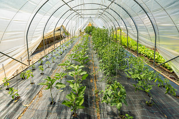 istock Organic vegetable farm 2223798137