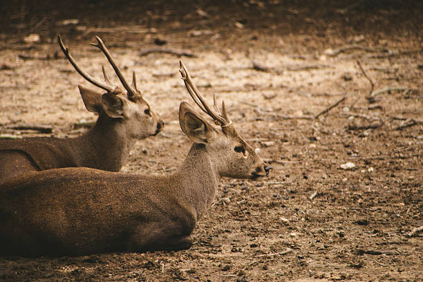 Two sambar deer ( *Rusa unicolor*) resting on dry ground in Bannerghatta National Park, Karnataka, India. Horizontal composition. Two sambar deer ( Rusa unicolor) resting on dry ground in Bannerghatta National Park, Karnataka, India. Horizontal composition. bannerghatta national park stock pictures, royalty-free photos & images
