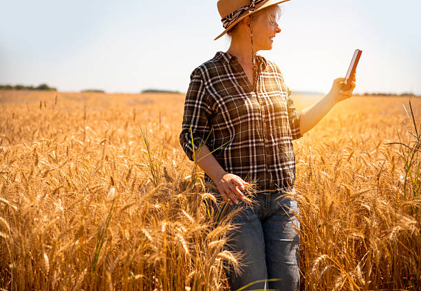 istock Woman Farmer working online on wheat field 2223800508