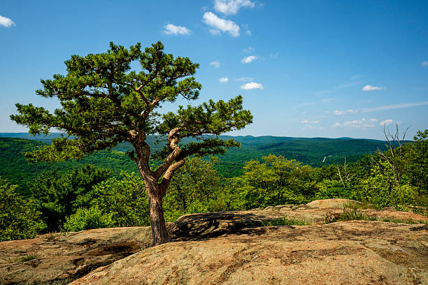 istock A gnarled tree with lush foliage stands atop a rocky outcrop. 2223800977