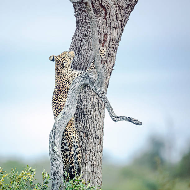Leopard / Leopard / Panthera pardus