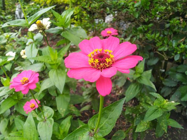 A vibrant Zinnia elegans flower in full bloom, showcasing its vivid petals and detailed textures. Perfect for botanical themes, garden concepts, and floral backgrounds.