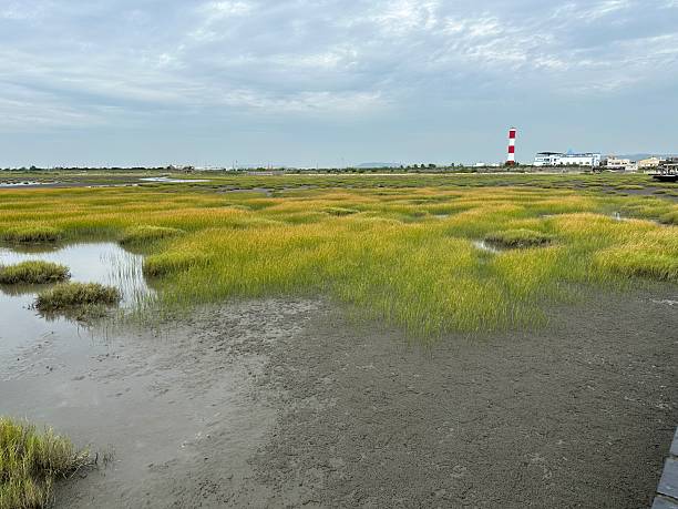 istock Gaomei Wetland 2223803972