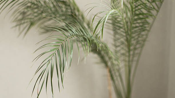 Houseplant. Palm tree