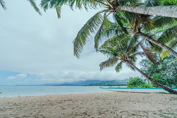 A tropical beach scene with palm trees, sandy shore, and a canoe by the ocean under a cloudy sky, evoking a serene and relaxing atmosphere.