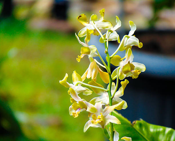Human-made hybrid orchid