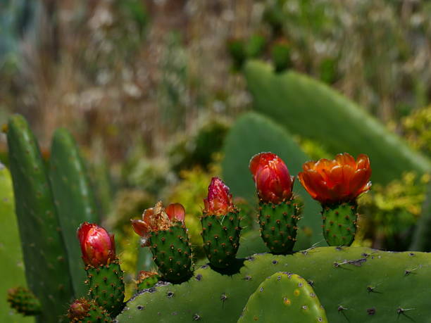 istock Cactus flower, La Gomera Island, Canary Islands 2223809100