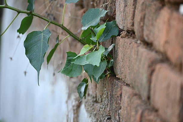Ficus religiosa plant growing on brick walls. Its seeds germinate in the hollow of the brick walls and slowly cover the whole walls. Its other name bodhi tree, pippala tree, peepul tree or ashwattha.