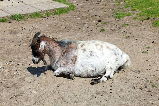 A speckled goat is resting, lying on dry ground, its spotted fur visible under bright sunlight. The shot conveys a calm atmosphere of rural life and the natural behavior of the animal.