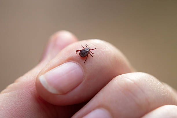 istock a tick crawls mite on a person's arm, close-up, macro 2223812797