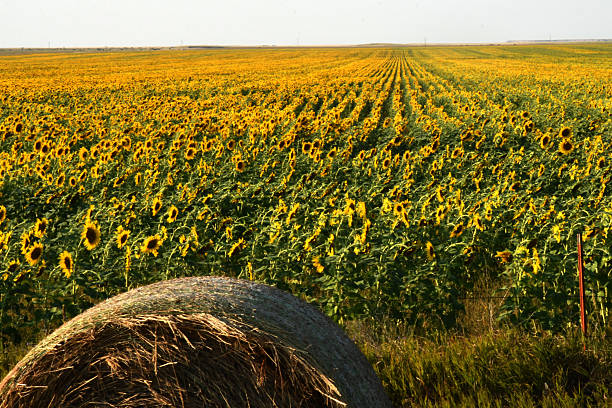 Looking over a round haybale at an endless sea of sunflowers