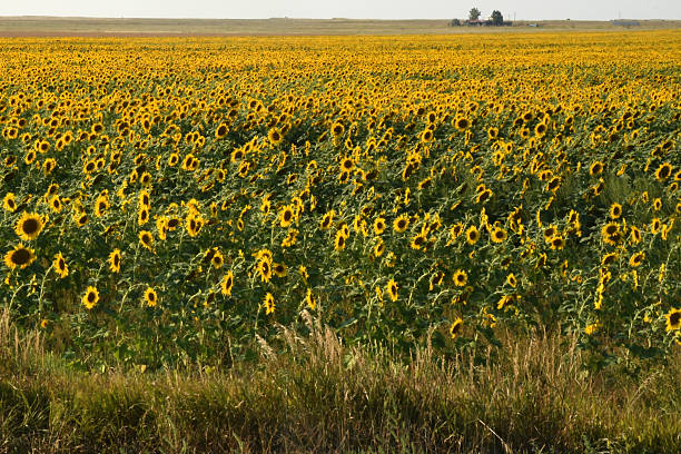 A large field of sunflowers that goes  as far as the eye can see