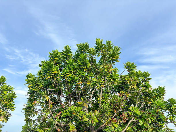 istock Vibrant Green Tree Foliage Against Blue Sky 2223817765