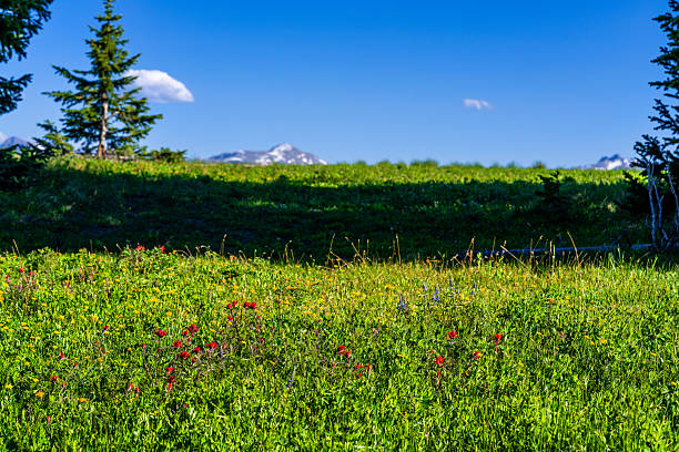 Wildflowers on Mountain Ridge with High Peaks in Background - Scenic summer mountain landscape.
