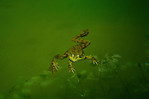istock Green frog in the water 2223819507