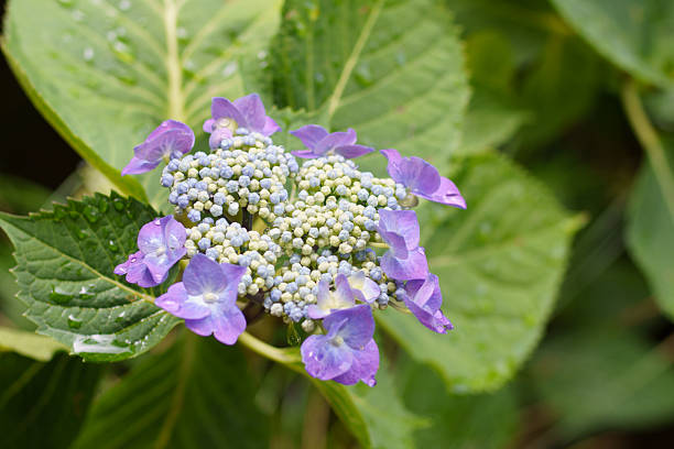 Violet blue lacecap hydrangea top view with green leaves