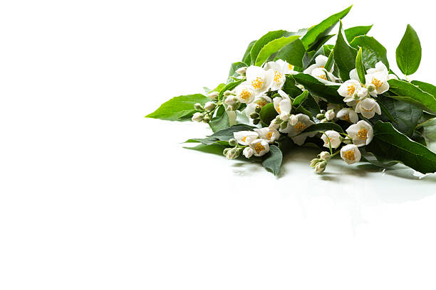 istock jasmine flowers with foliage isolated on white background 2223821016
