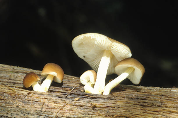 A close up of the edible mushroom russula (Russula virescens).