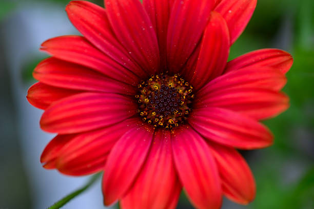 istock Macro Shot of a Red Daisy Flower in Full Bloom 2223822953
