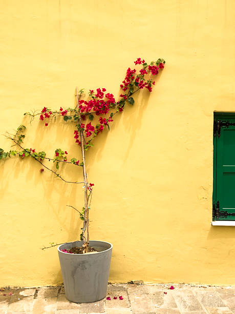 A growing Bougainvillea in a pot climbs a homes yellow wall in Greece.