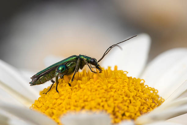 istock Thick-legged flower beetle (Oedemera nobilis),  also known as the swollen-thighed beetle and the false oil beetle, on Anthemis tinctoria 'E.C.Buxton' 2223826555
