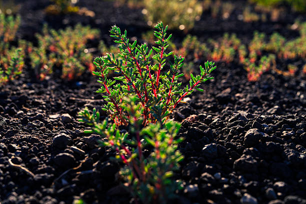 Volcanic Cinder Cone Rock with Plant Life Growing Short at Ground Level - Small succulent plants growing in volcanic rocks in summer. Ground level backlit view of vivid green and red plants.