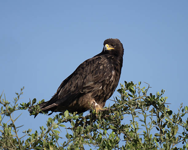 istock African Tawny eagle sitting high in a tree 2223826574