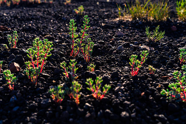 Volcanic Cinder Cone Rock with Plant Life Growing Short at Ground Level - Small succulent plants growing in volcanic rocks in summer. Ground level backlit view of vivid green and red plants.