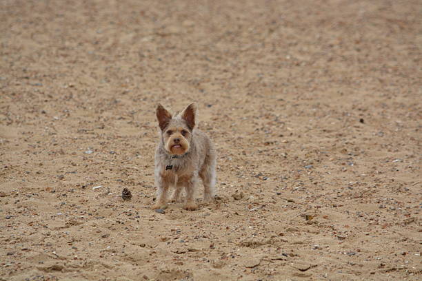 istock A cute dog on the beach 2223827752