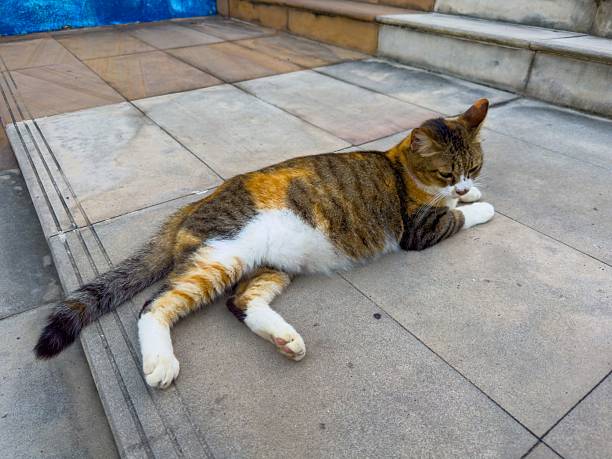 istock Relaxed Calico Cat Lounging on Stone Steps 2223830699