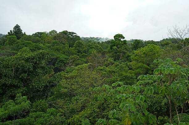 istock rainforest landscape in Costa Rica 2223832102