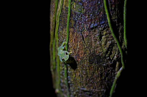 beautiful frog at night in a rainforest in Costa Rica