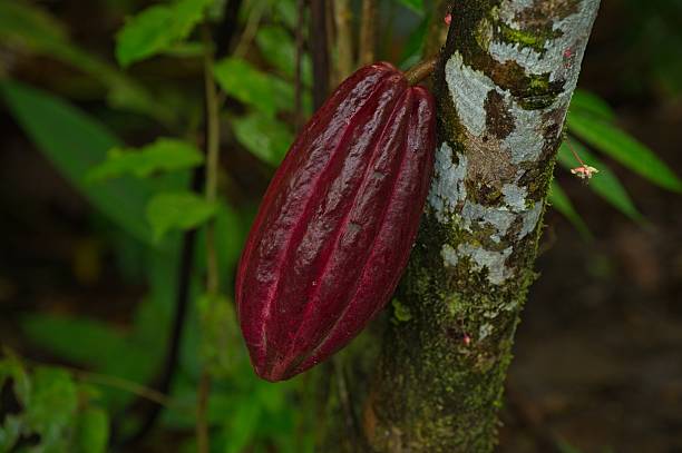 istock cacao fruit on a tree in Costa Rica 2223835409