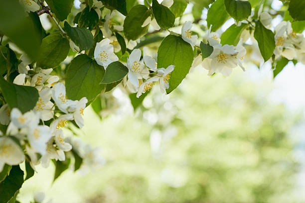 Light branch of blooming jasmine on a blurry background.