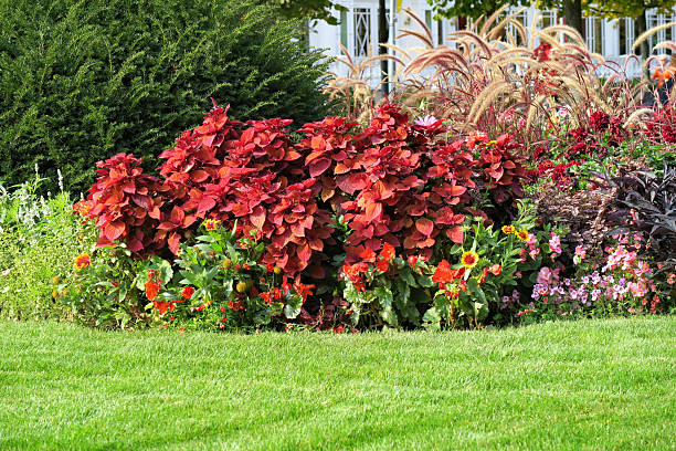 Coleus plants in flower bed.