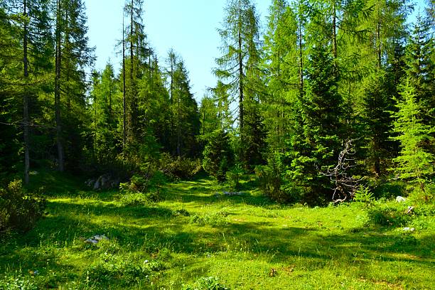 istock Alpine meadow with a coniferous spruce and larch forest 2223836509