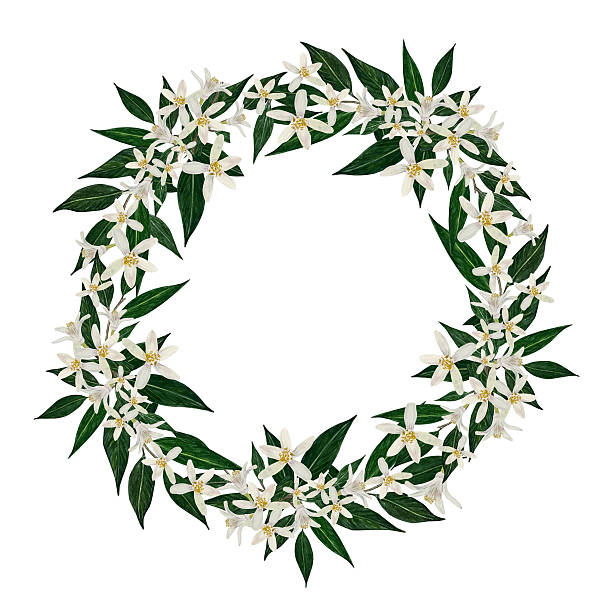 istock Citrus Blossom Floral Wreath with Green Leaves 2223836696