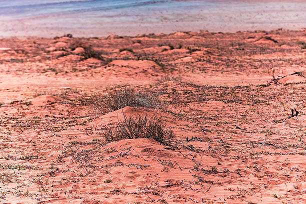 A solitary desert plant growing on a small sand mound in the vast red sand landscape of Wadi Rum, capturing the dry and arid ecosystem of the Jordanian desert.
