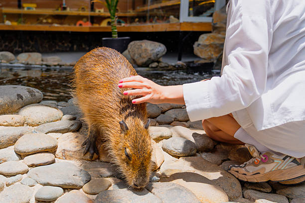 istock A woman's hand caresses a capybara at a petting zoo 2223837011