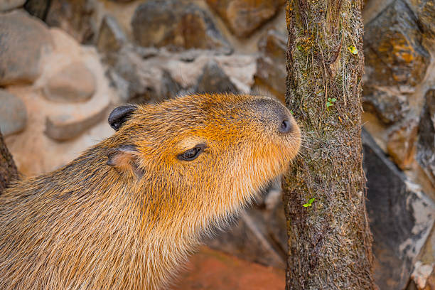 istock A capybara sniffs for food at a zoo 2223837026