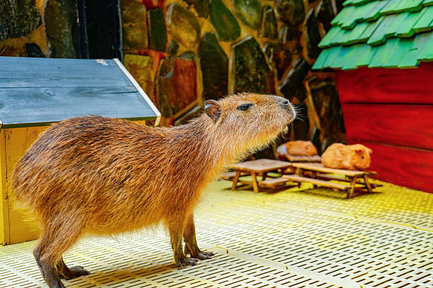 istock Capybara walks in the sun at the zoo 2223837058