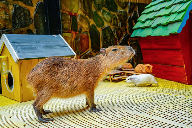 A capybara sits on the ground in a park-like outdoor setting. The capybara is a large rodent, known for its fluffy brown fur. It is a native South American species. The surrounding environment includes plants, rocks, and a metal fence. This image captures a moment of wildlife in a natural, park-like environment.