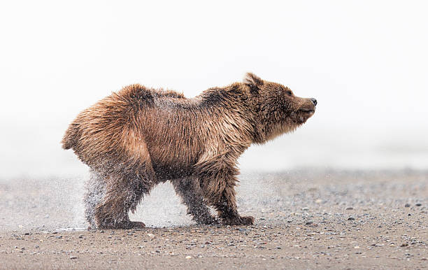 istock A coastal brown bear cub shaking 2223839120