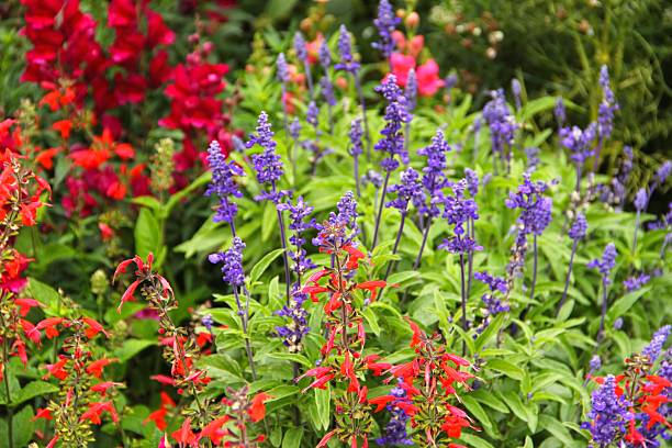 Red and purple salvia flowers.