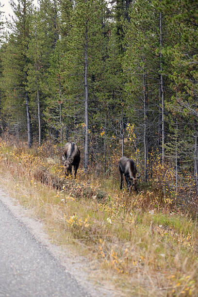 istock Moose on the road in Jasper. Canada. 2223841414