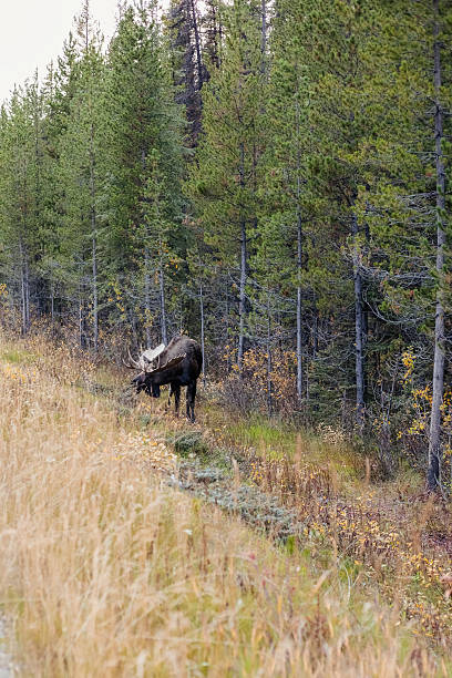 Moose in the autumn forest. Jasper National Park, Canada.