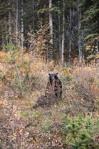 Large black bear in autumn forest. Banff, Alberta, Canada.