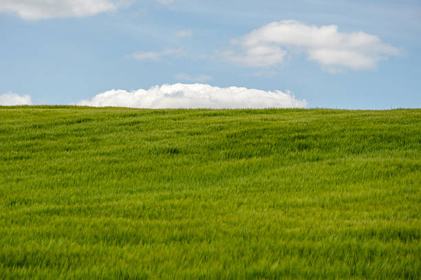 Lush green barley fields stretch across the landscape, illuminated by soft sunlight and adorned with fluffy white clouds above.